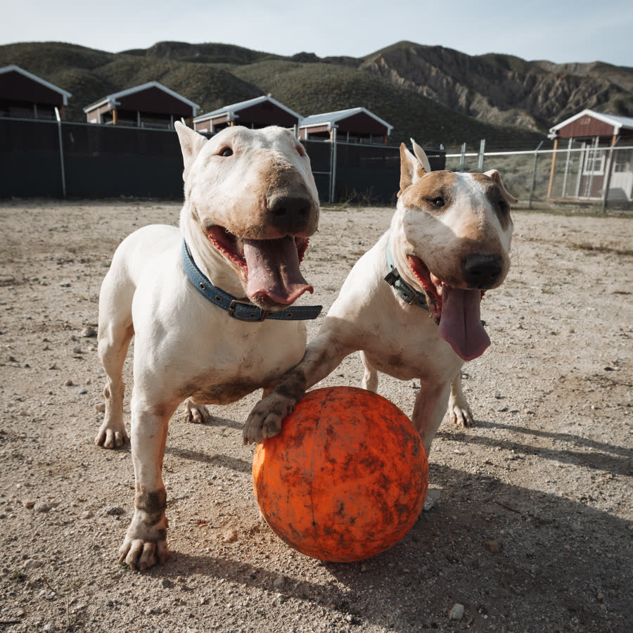Two bull terriers with an orange ball in a shelter yard, California Paws Rescue